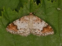 Attēlu rezultāti vaicājumam “Venusia blomeri”