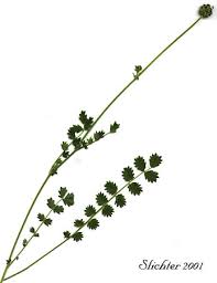 Attēlu rezultāti vaicājumam “Poterium sanguisorba”