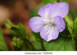 Attēlu rezultāti vaicājumam “Viola mirabilis flower”
