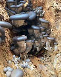 Attēlu rezultāti vaicājumam “Vouauxiomyces santessonii”