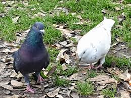 Attēlu rezultāti vaicājumam “Columbiformes”