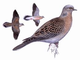 Image result for Streptopelia orientalis