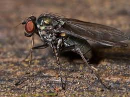 Attēlu rezultāti vaicājumam “Dolichopodidae”