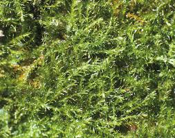 Attēlu rezultāti vaicājumam “Conardia compacta”