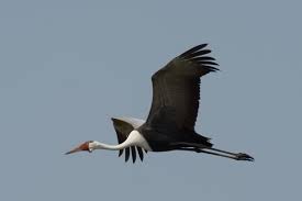 Attēlu rezultāti vaicājumam “Gruiformes”