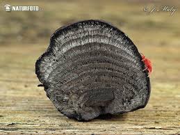 Attēlu rezultāti vaicājumam “Daldinia concentrica”