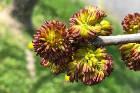 Attēlu rezultāti vaicājumam “Fraxinus pennsylvanica male flower”