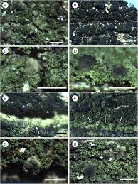 Attēlu rezultāti vaicājumam “Micarea sp.”