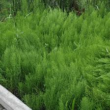 Attēlu rezultāti vaicājumam “Equisetum arvense”