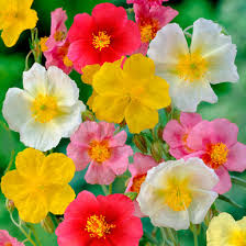 Attēlu rezultāti vaicājumam “Helianthemum x hybridum”