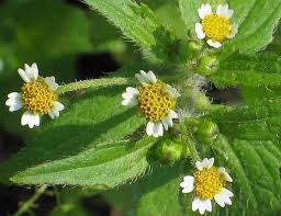 Attēlu rezultāti vaicājumam “Galinsoga quadriradiata”