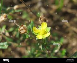Attēlu rezultāti vaicājumam “Potentilla argentea bud”