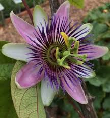 Attēlu rezultāti vaicājumam “Ranunculus acris fruit”