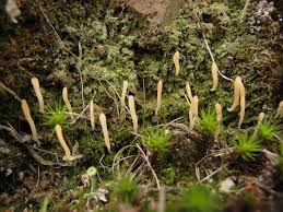 Attēlu rezultāti vaicājumam “Clavaria sphagnicola”