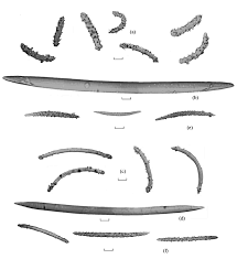 Attēlu rezultāti vaicājumam “Spongilla lacustris”