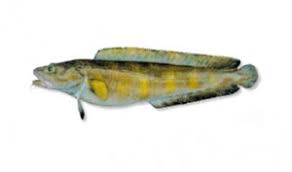 Image result for Anarhichas denticulatus