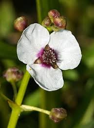 Attēlu rezultāti vaicājumam “Sagittaria sagittifolia fruit”