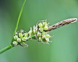 Attēlu rezultāti vaicājumam “Carex pilulifera”