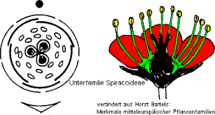 Image result for Rosengewächse