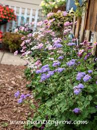 Image result for Ageratum houstonianum