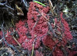 Attēlu rezultāti vaicājumam “Heterotrichia pomiformis (syn. Arcyria pomiformis)”