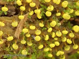 Attēlu rezultāti vaicājumam “Physarum flavicomum macro”