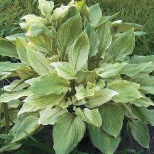 Image result for Hosta White Feather