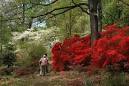 Save The Azaleas