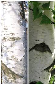 Attēlu rezultāti vaicājumam “Betula pendula”
