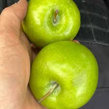 Attēlu rezultāti vaicājumam “Robinia neomexicana fruit”