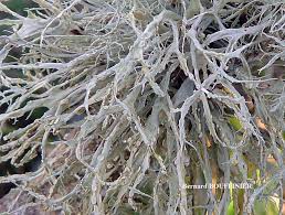 Attēlu rezultāti vaicājumam “Ramalina farinacea”
