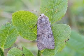 Attēlu rezultāti vaicājumam “Xestia baja”