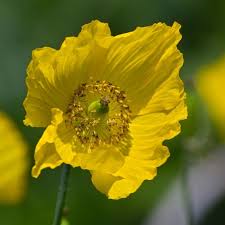 Image result for Scheinmohn