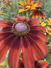 Attēlu rezultāti vaicājumam “Rudbeckia hirta var. hirta leaf”