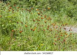Attēlu rezultāti vaicājumam “Pilosella aurantiaca”