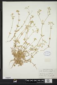 Attēlu rezultāti vaicājumam “Cerastium holosteoides fruit”