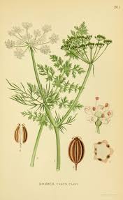 Attēlu rezultāti vaicājumam “Carum carvi flower”