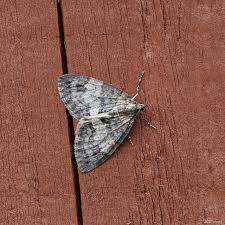 Attēlu rezultāti vaicājumam “Hydriomena impluviata”