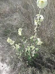 Image result for Alcea rugosa