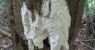 Attēlu rezultāti vaicājumam “Ceriporia”