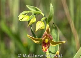 Attēlu rezultāti vaicājumam “Epipactis helleborine fruit”