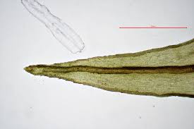 Attēlu rezultāti vaicājumam “Schistidium apocarpum”