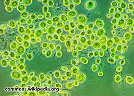 Attēlu rezultāti vaicājumam “Chaenotheca chlorella”