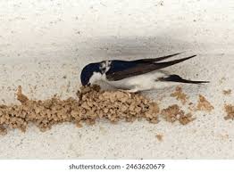 Attēlu rezultāti vaicājumam “Delichon urbicum adult”