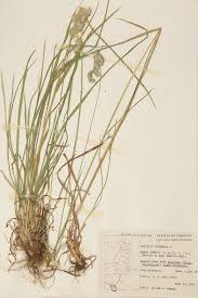 Attēlu rezultāti vaicājumam “Gramineae”