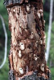 Attēlu rezultāti vaicājumam “Pissodes piniphilus”