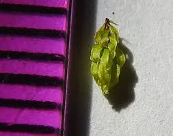 Attēlu rezultāti vaicājumam “Bryum funkii”