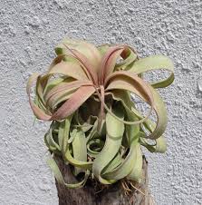 Image result for tillandsia umbellata