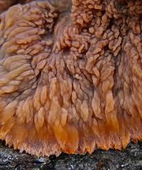 Attēlu rezultāti vaicājumam “Phlebia radiata”