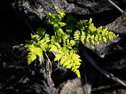 Attēlu rezultāti vaicājumam “Cystopteris fragilis”